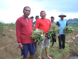 Ajak Petani Tanam Ubi Di Lereng Lawu, Rober Upayakan Menjaga Ketahanan Pangan Nasional