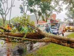 Pohon Pohon Besar Tumbang Saat Karanganyar Diguyur Hujan Lebat