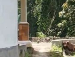 Kera Ekor Panjang Grojogan Sewu Migrasi Ke Hilir Kali Samin