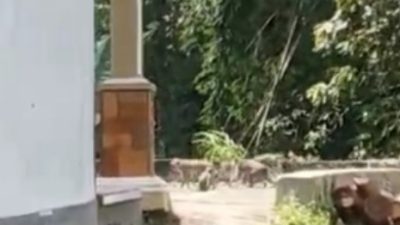 Kera Ekor Panjang Grojogan Sewu Migrasi Ke Hilir Kali Samin