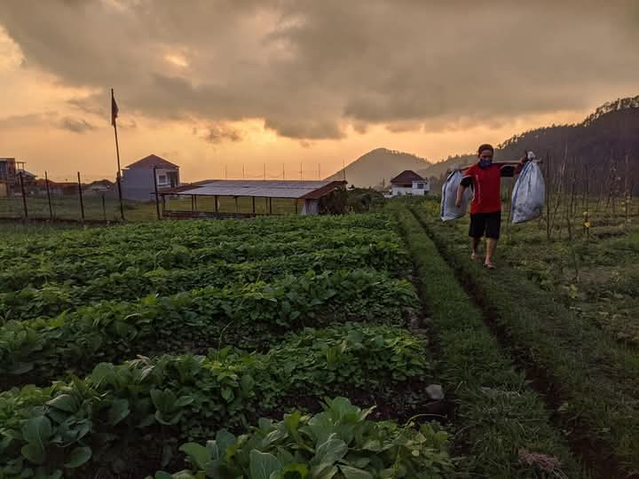 Suasana sore di sekitar lahan pertanian desa Pancot