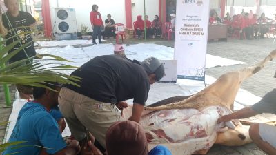 Puan Maharani, Dolfie Ofp, Sumanto Dan Rober Christanto Serempak Korbankan Sapi Metal Di DPC PDI Perjuangan Karanganyar