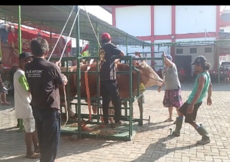 Dolfie Ofp berikan bantuan sapi metal ke DPC PDI Perjuangan Karanganyar untuk Di Korbankan