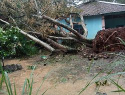 Hujan Deras dan Angin Kencang Terjang Karanganyar, Puluhan Rumah di Tiga Kecamatan Rusak Diterjang Pohon Tumbang
