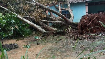 Hujan Deras dan Angin Kencang Terjang Karanganyar, Puluhan Rumah di Tiga Kecamatan Rusak Diterjang Pohon Tumbang