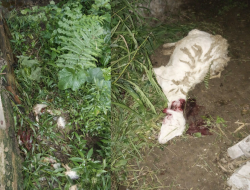 Macan Tutul Gunung Lawu Mangsa Ternak Warga Pengkok, Beruk, Jatiyoso, Dua Kambing Jadi Korban