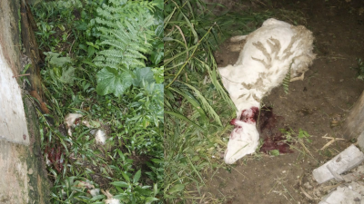 Macan Tutul Gunung Lawu Mangsa Ternak Warga Pengkok, Beruk, Jatiyoso, Dua Kambing Jadi Korban