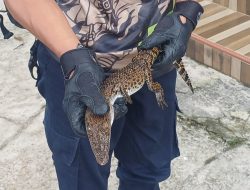 Anak Buaya Muara Dievakuasi Damkar Karanganyar Dari Desa Bolong