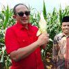 Panen Jagung, DPC PDI Perjuangan Karanganyar Perkuat Ketahanan Pangan Nasional