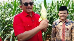 Panen Jagung, DPC PDI Perjuangan Karanganyar Perkuat Ketahanan Pangan Nasional
