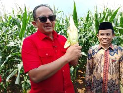 Panen Jagung, DPC PDI Perjuangan Karanganyar Perkuat Ketahanan Pangan Nasional
