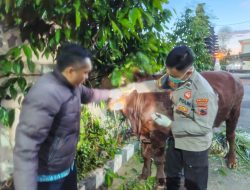 Hewan Qurban Dari Polres Karanganyar Dinyatakan Sehat Dan Layak Untuk Di Qurban kan
