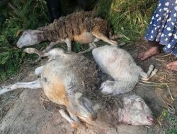 Karhutla Lawu Belum Padam, Kambing Warga Plalar Diduga Jadi Mangsa Hewan Buas
